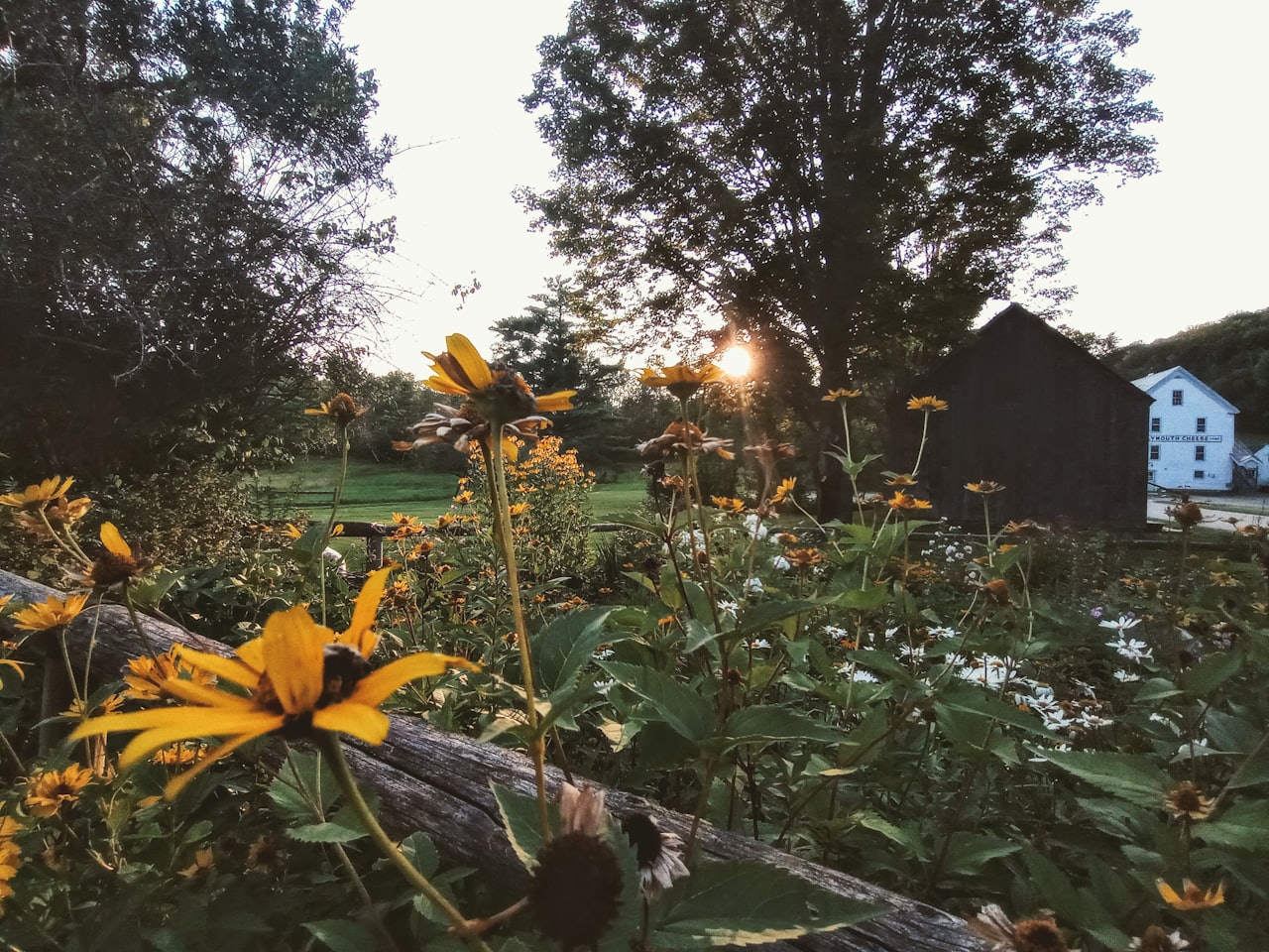 yellow flowers and rustic fence at sunset